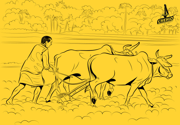 Chekko Oils – A Story of Our Values
